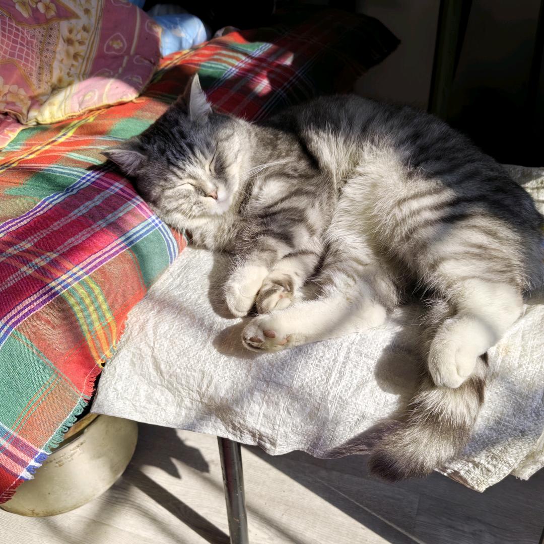 枯枝上的黑乌鸦