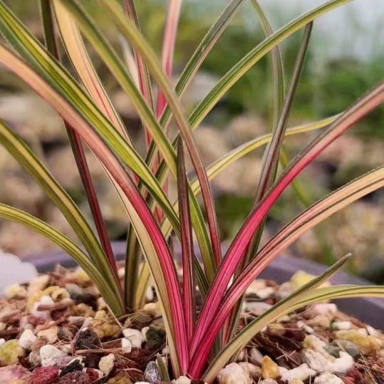 养兰人（陶子花卉）