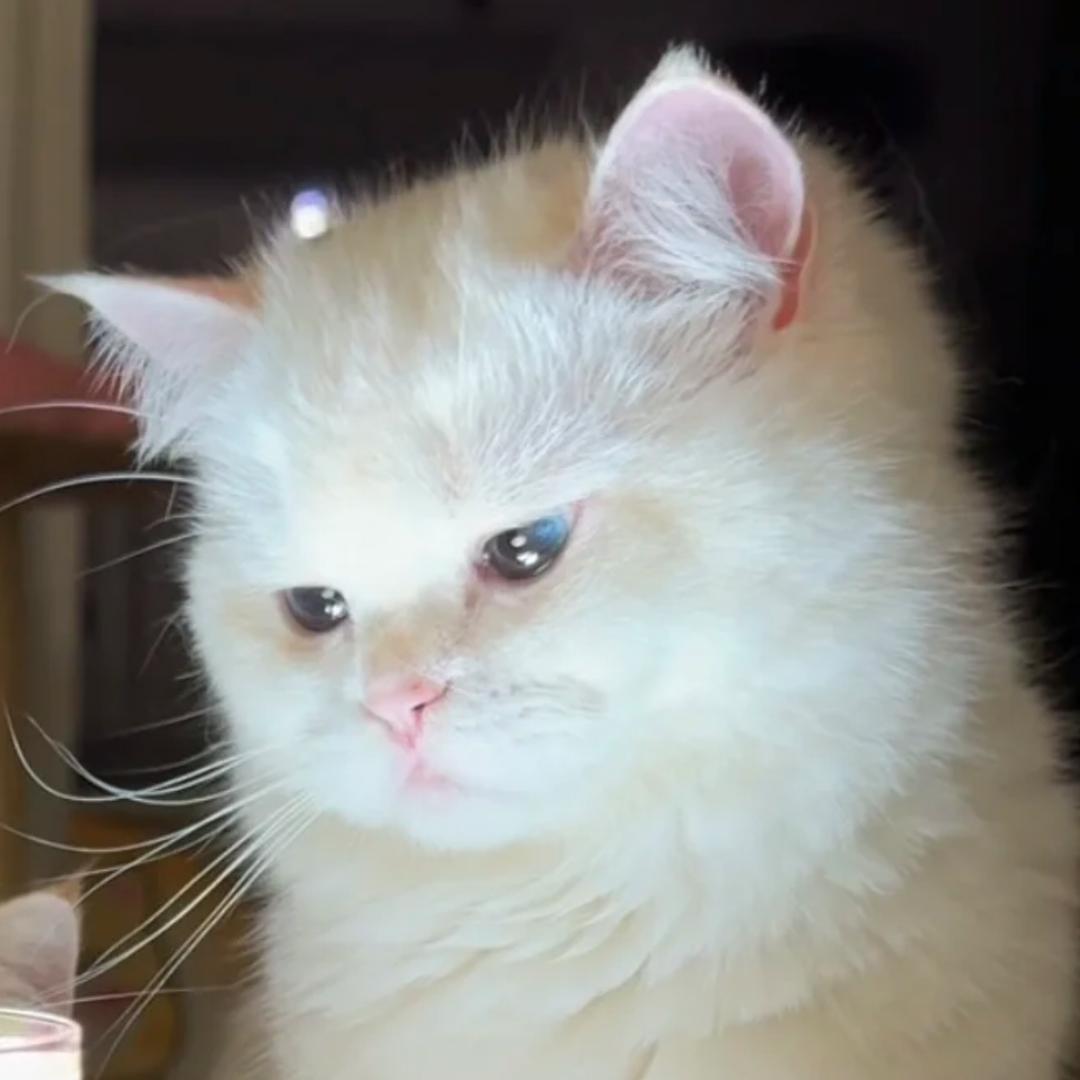 小登