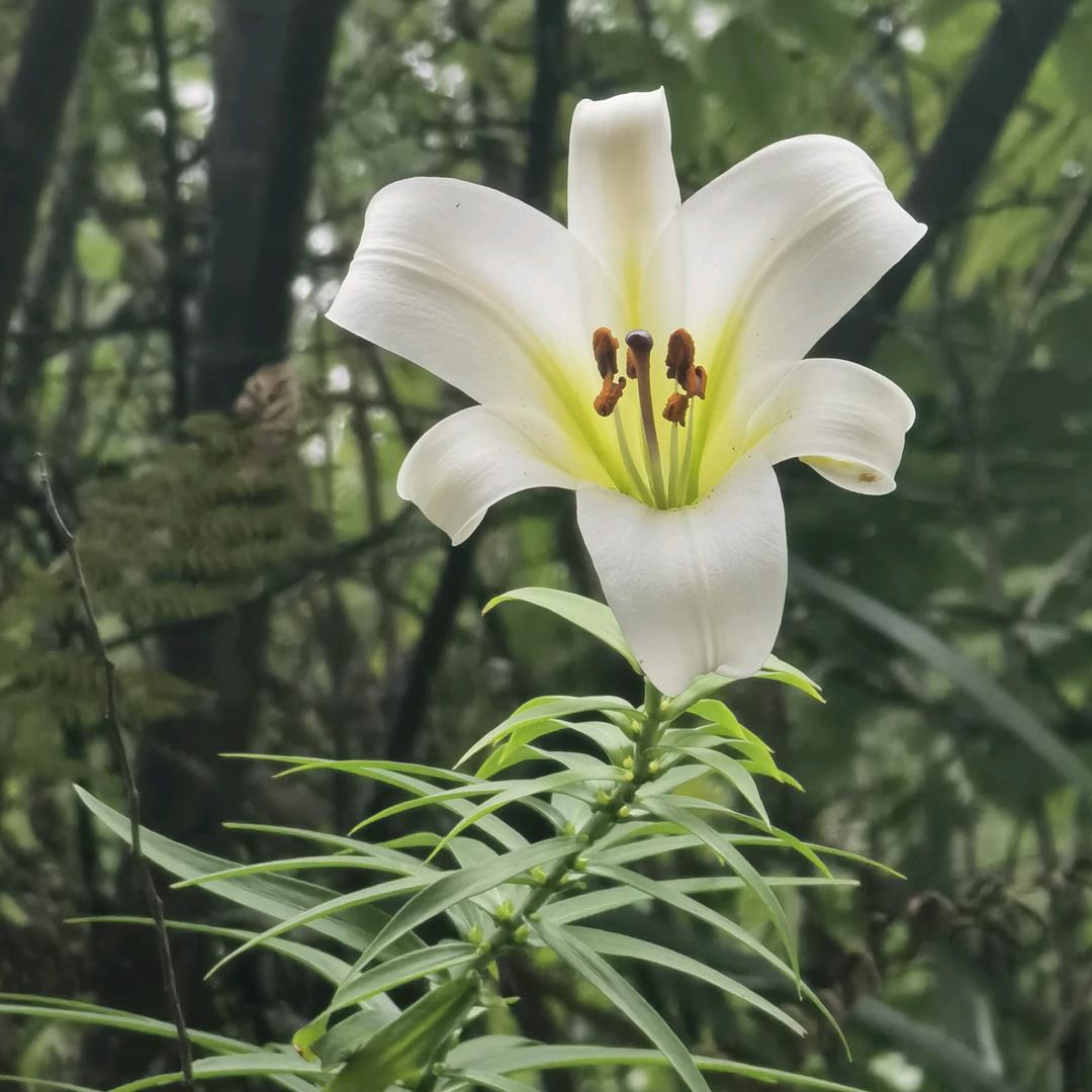 清泉