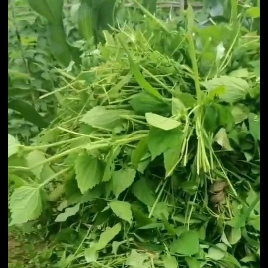 用户h123