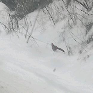 海棠花开@北风萧萧