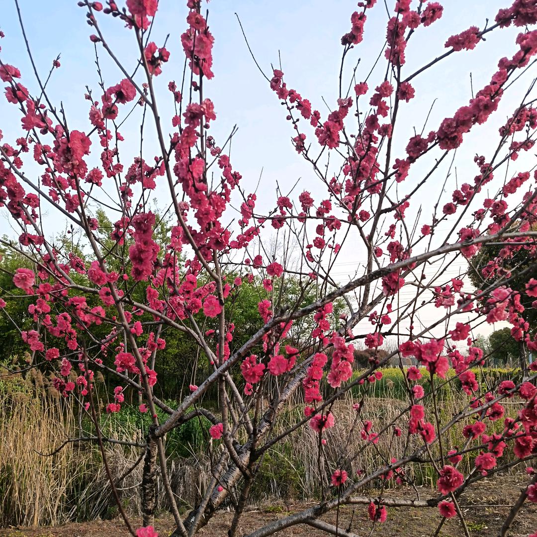 🌺🌺🍄浪漫人生🥀🥀🌷