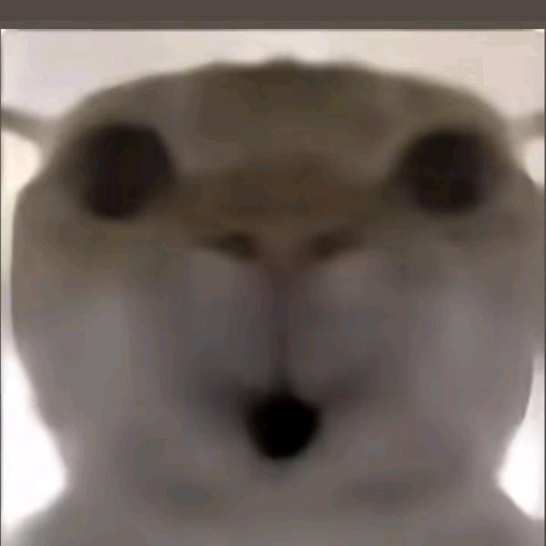 七崽H2（三角洲行动）