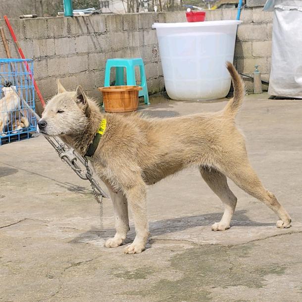 深山寻犬（阿星）