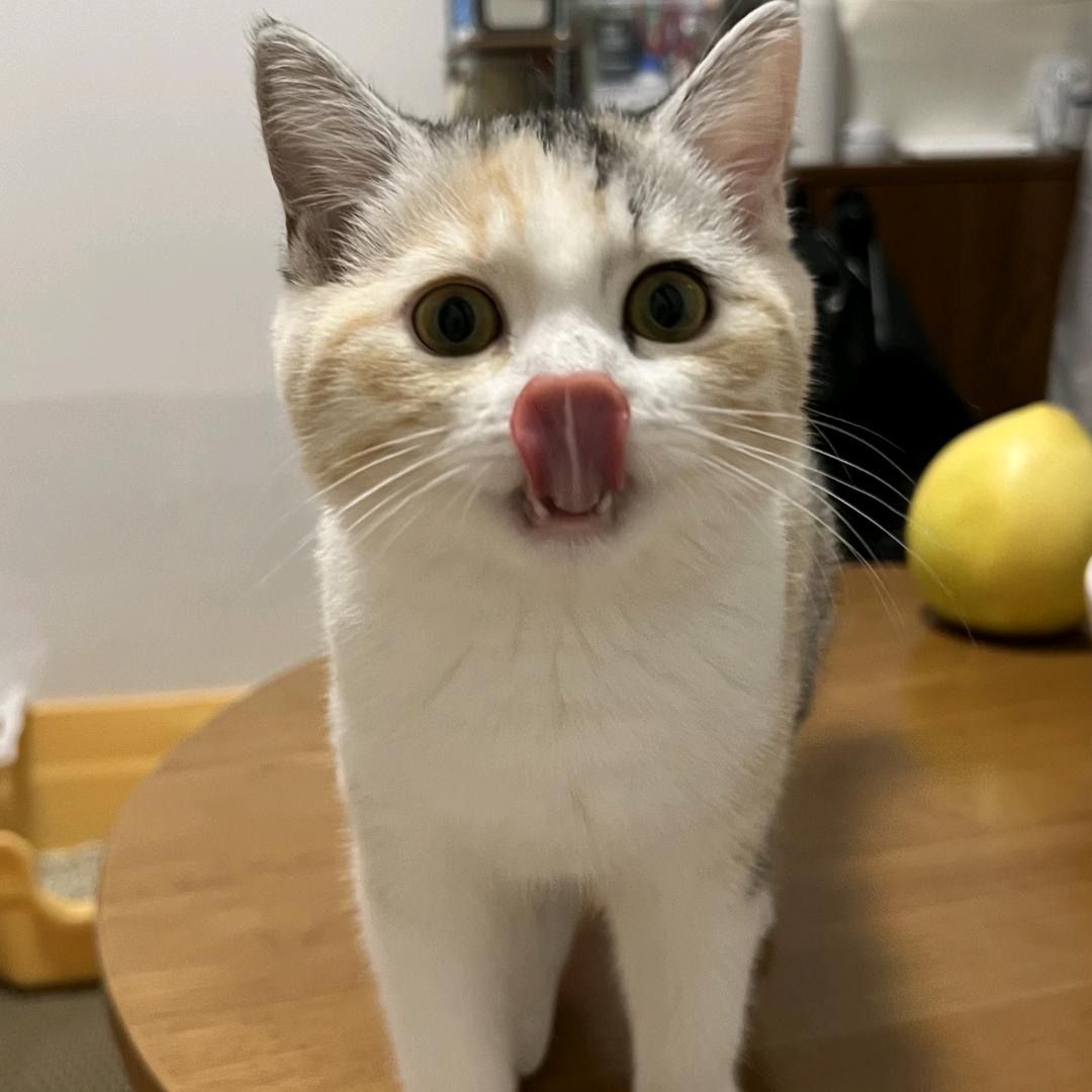 满满小酱