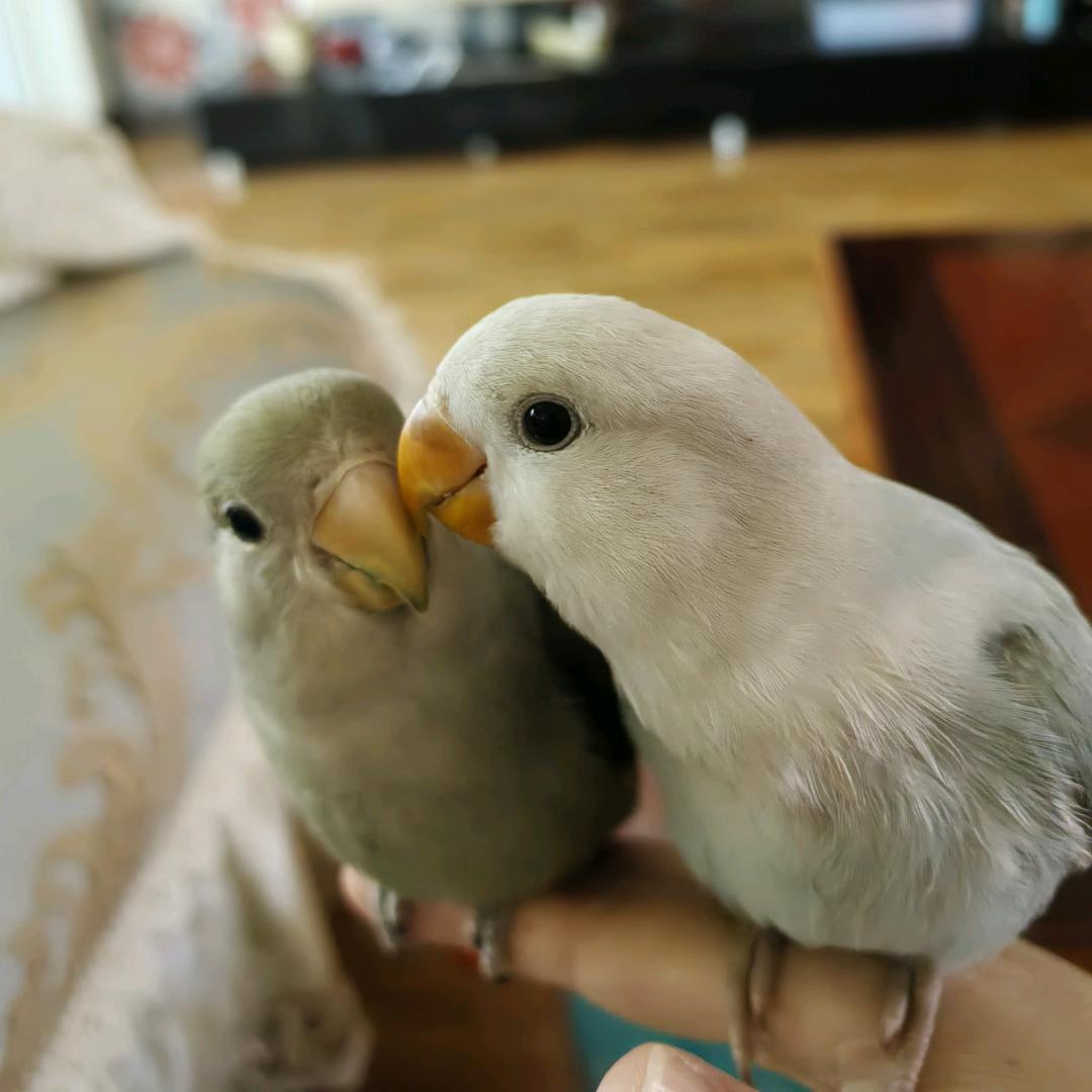 月亮被我踢弯了