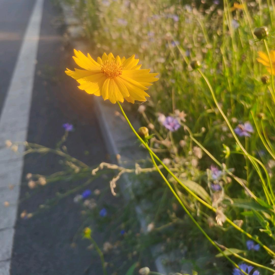 精诚所至医共耳