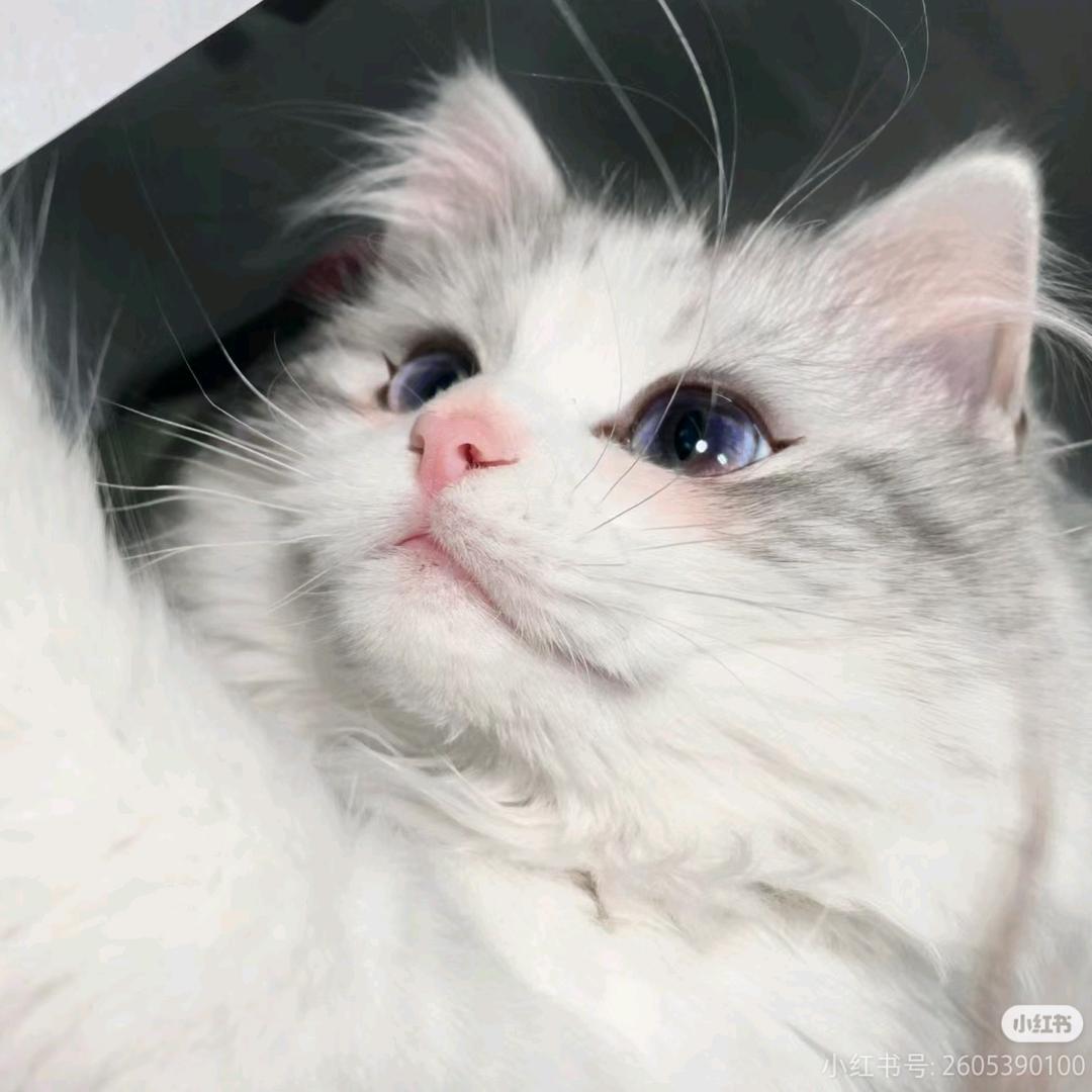 猫meme的小故事