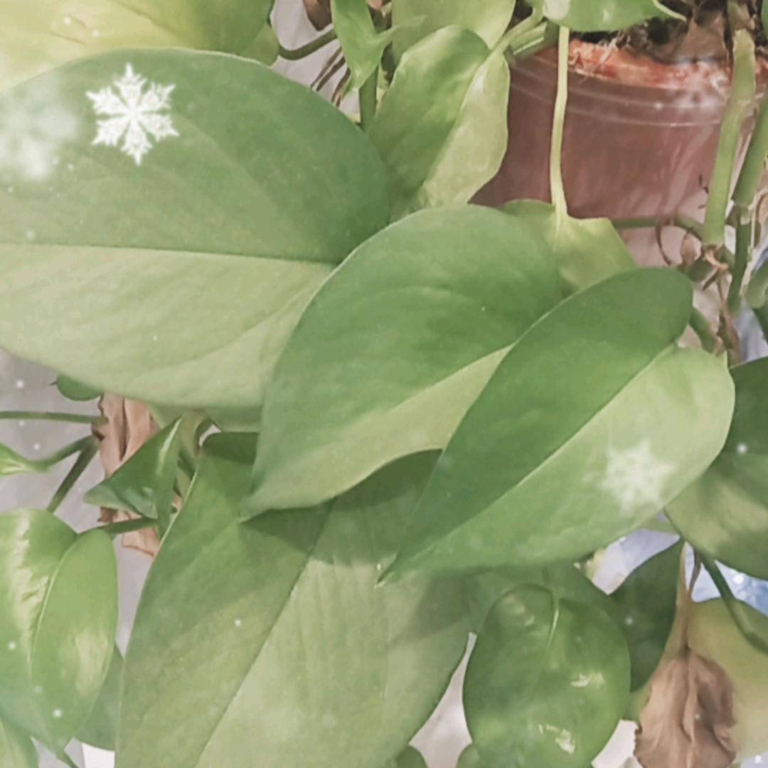 起风了