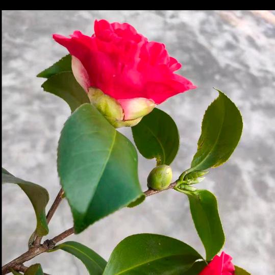 果粒