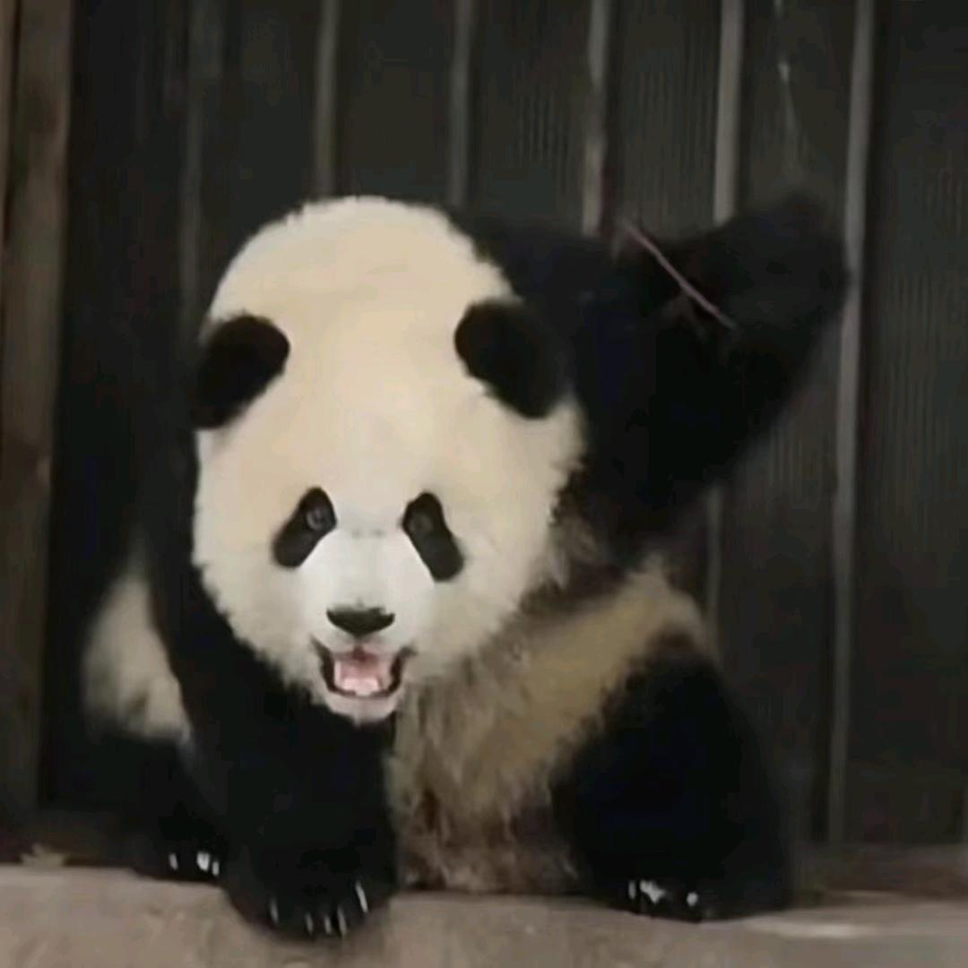 霜竹