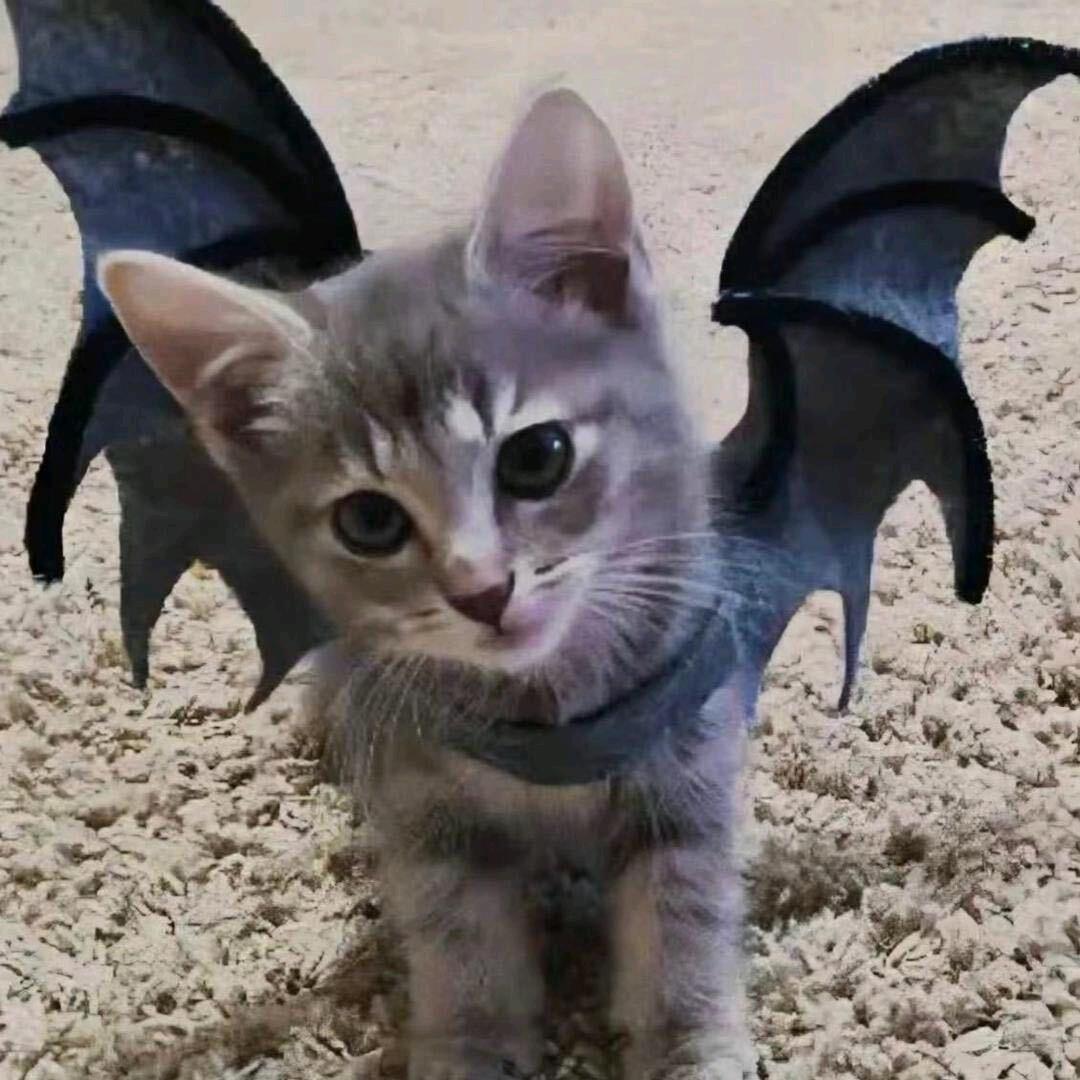 狂踹锅锅那条好腿