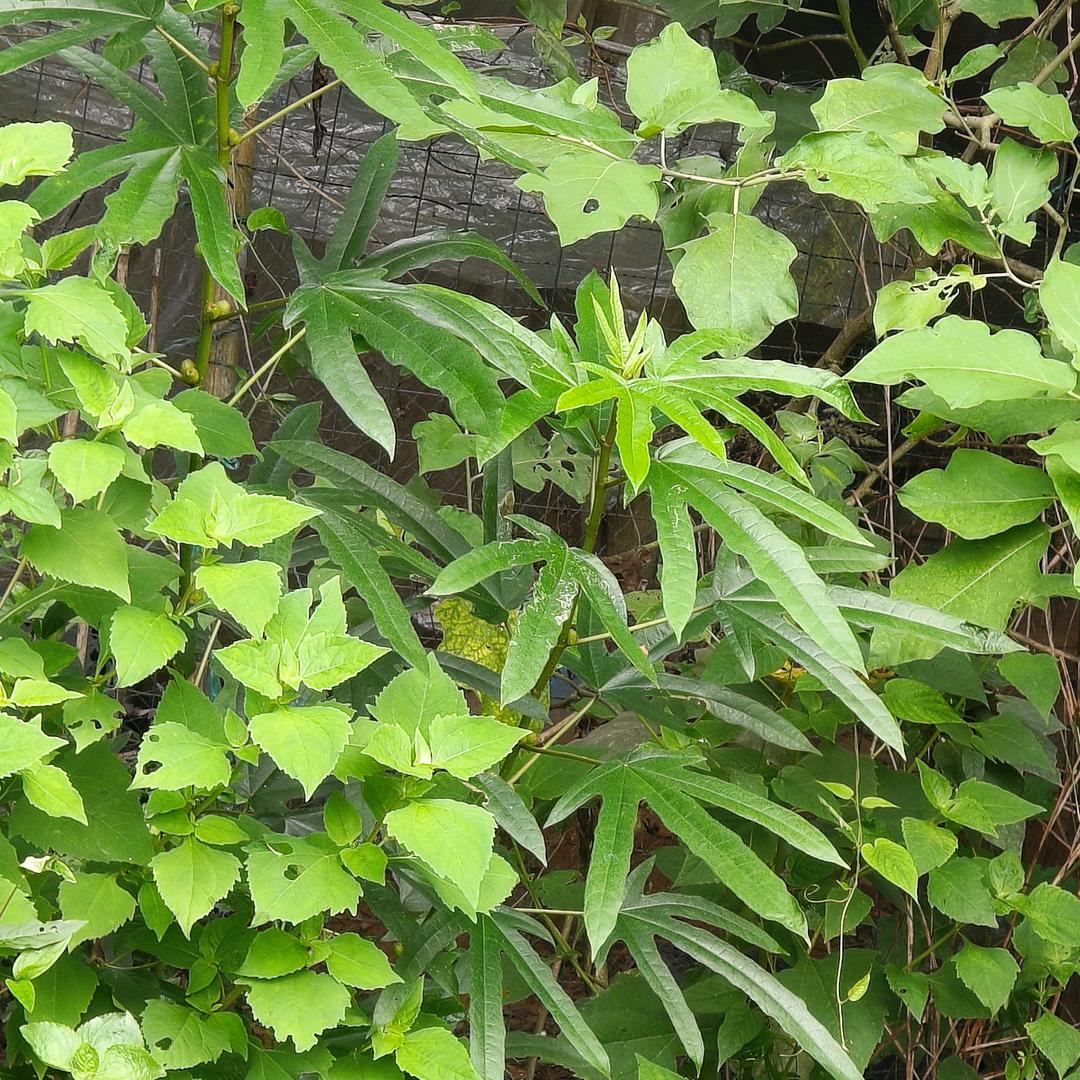山农小胡