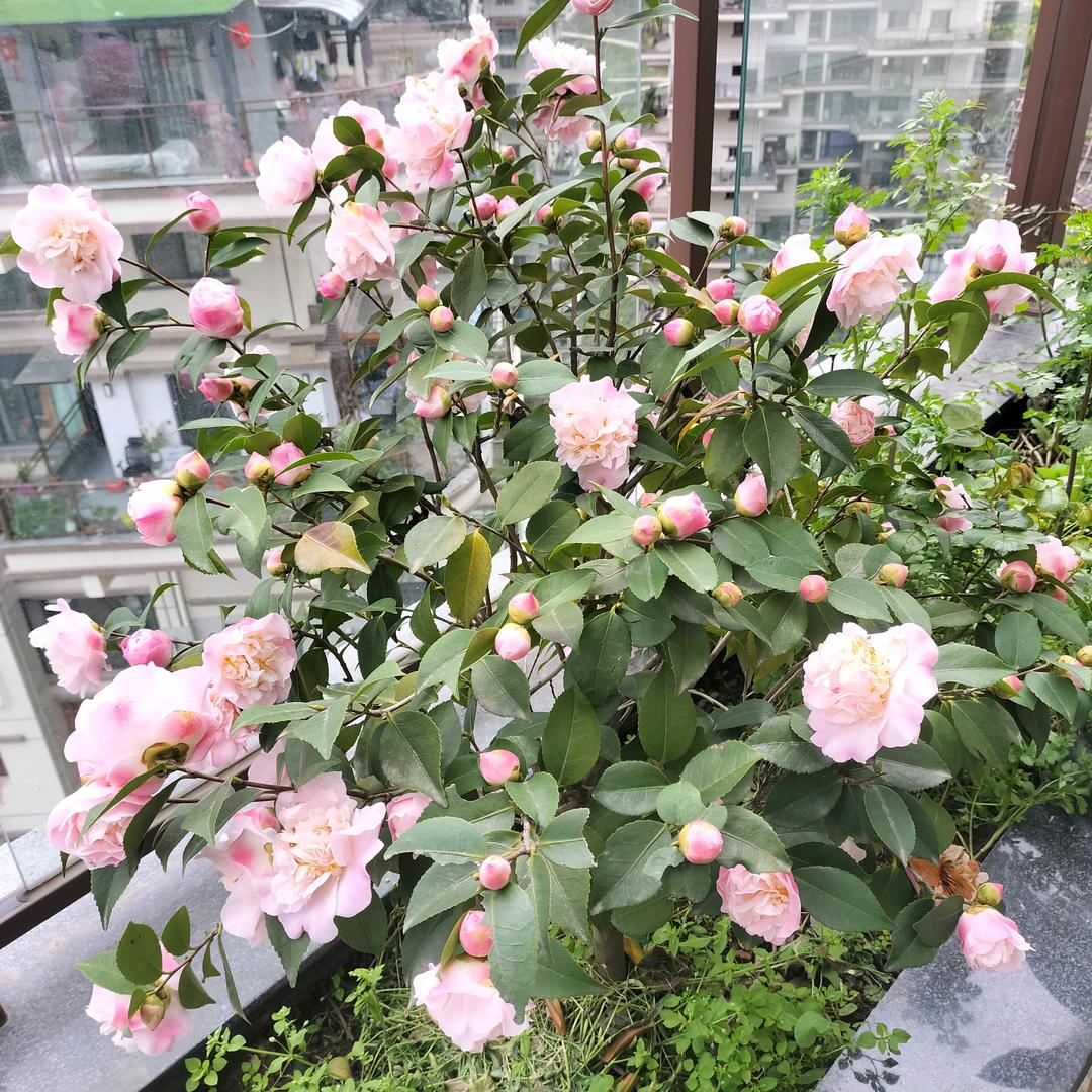 程玲