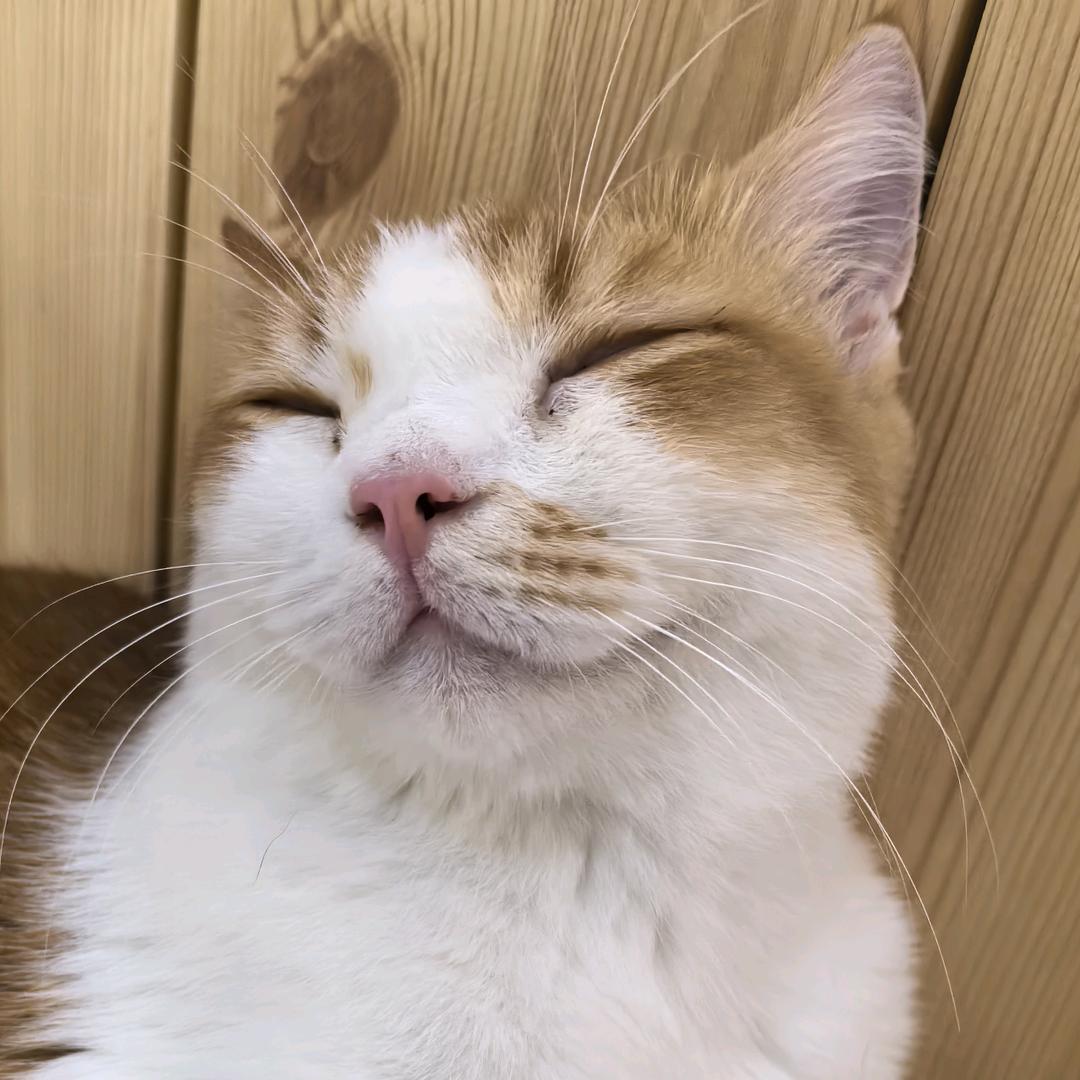 魚七秒