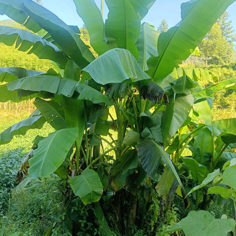 ༆☞🐻熊“♥”壮♛志☜༆