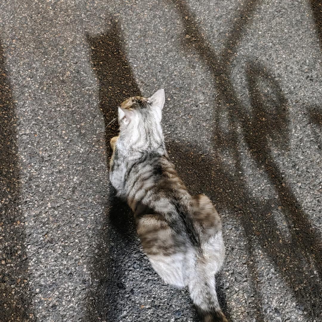 橘子味的风🍊