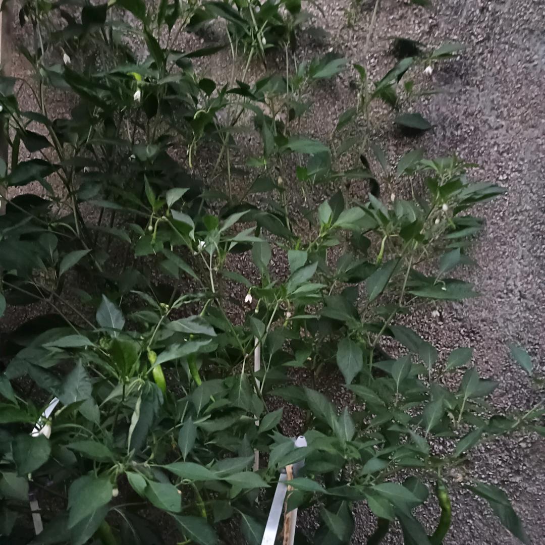 饭量减半（自律）