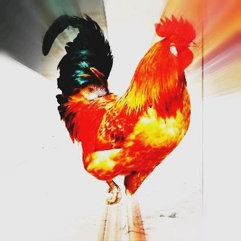 雄鸡独立