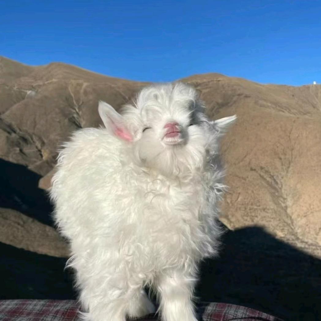 咩咩🐑