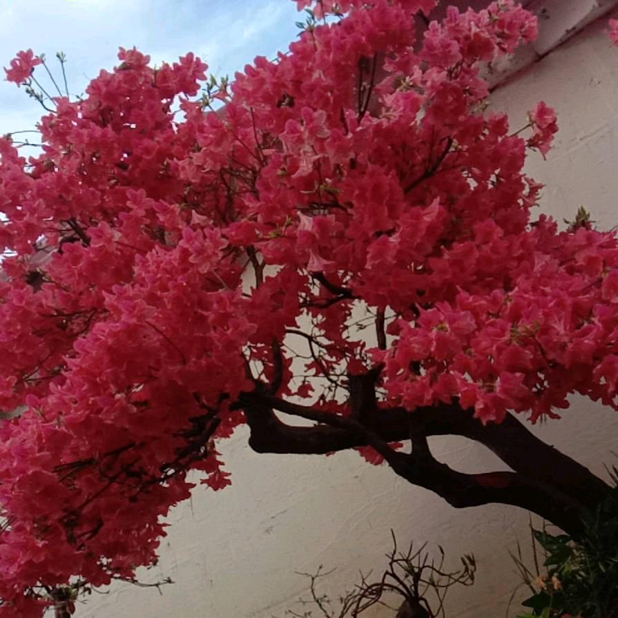 高山映山红盆景园艺