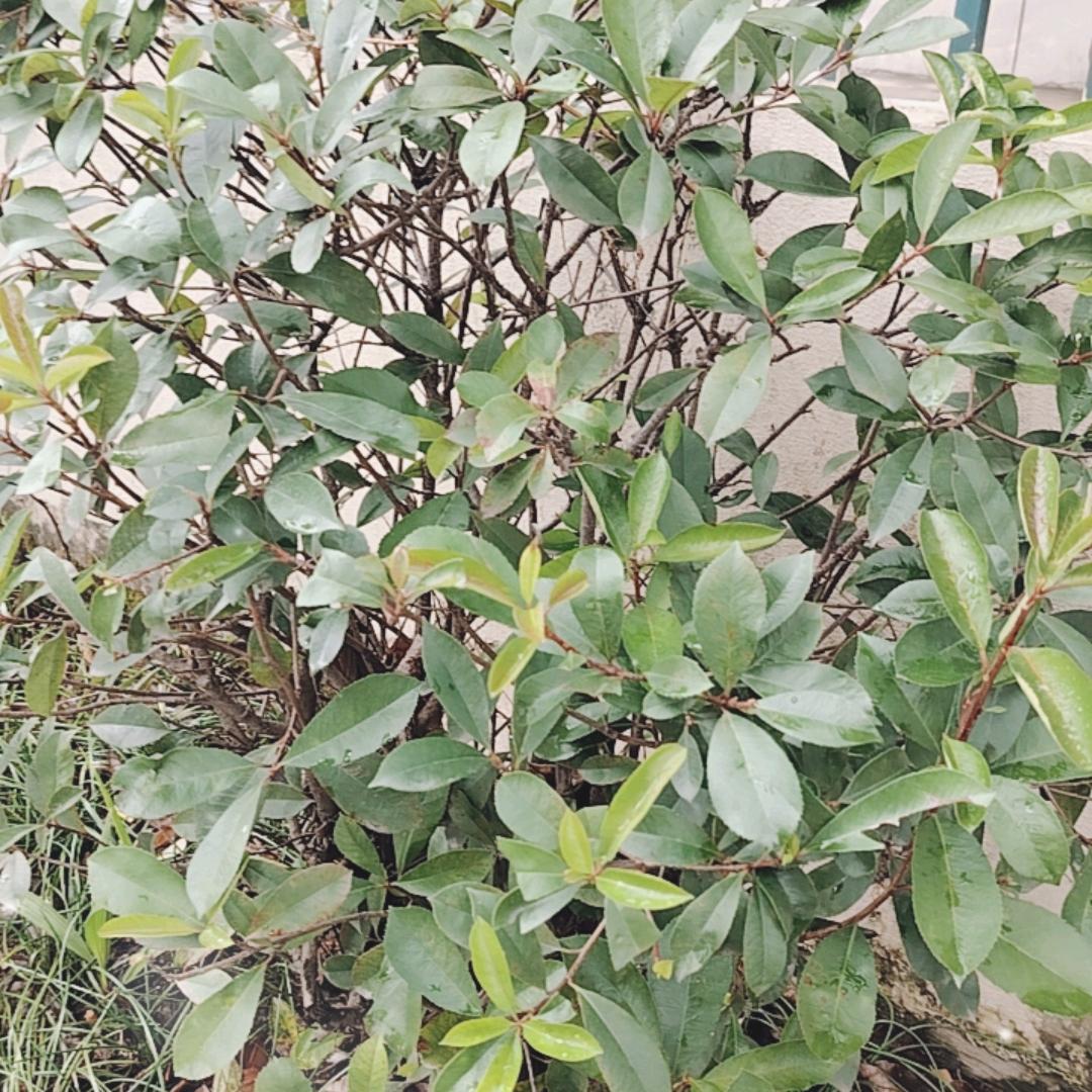 玲玲