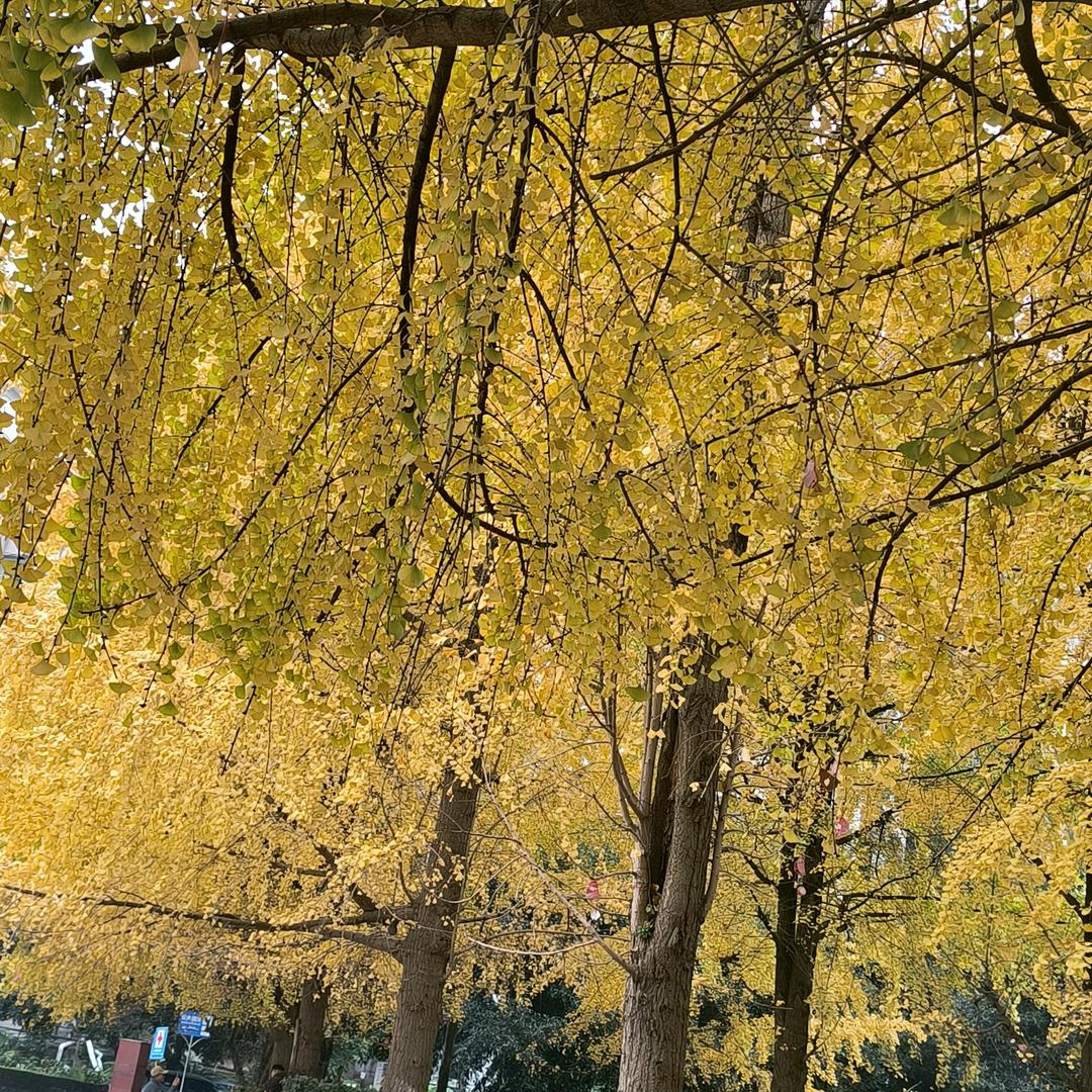 ღᩚ人间清醒⁸