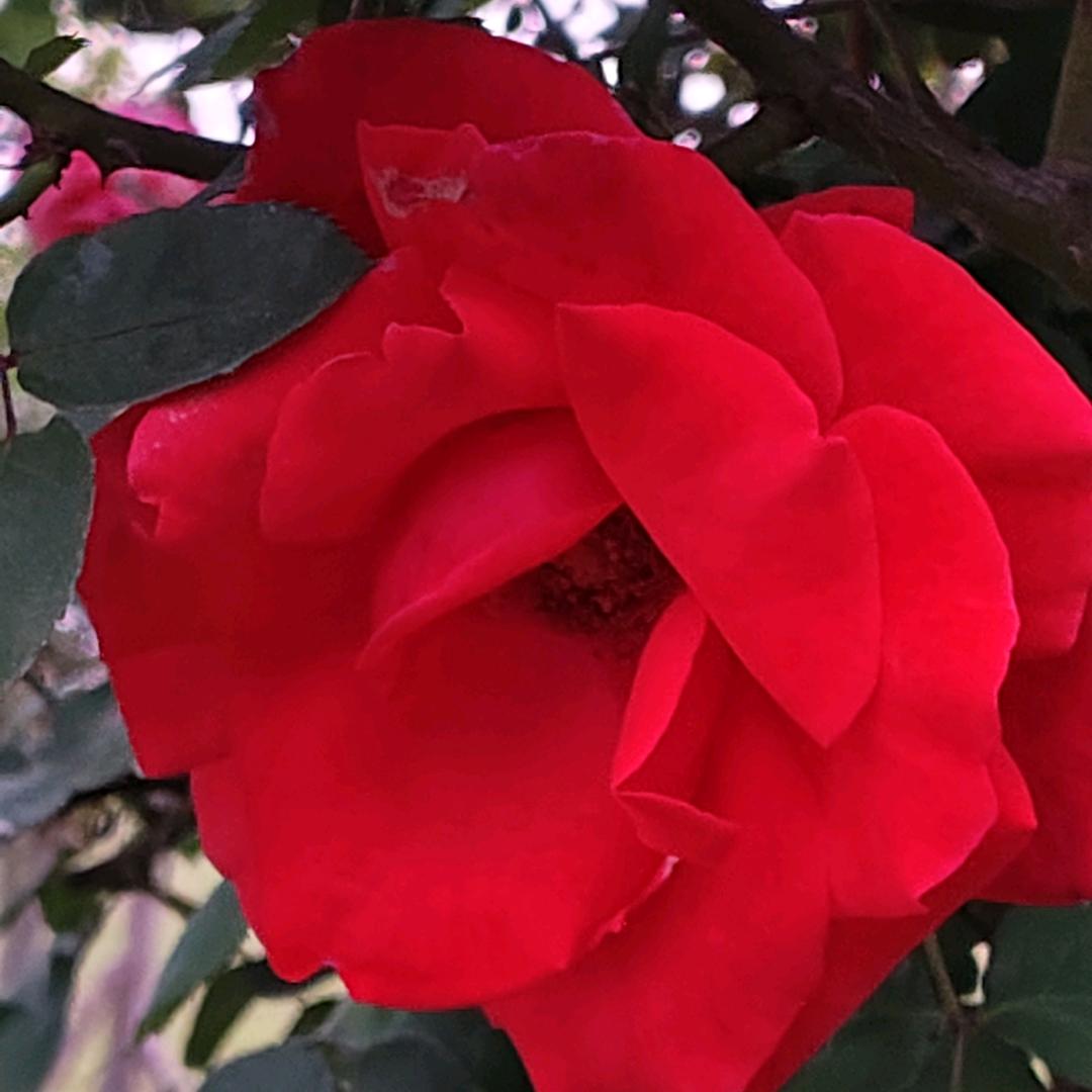 🌹执🌹着🌹