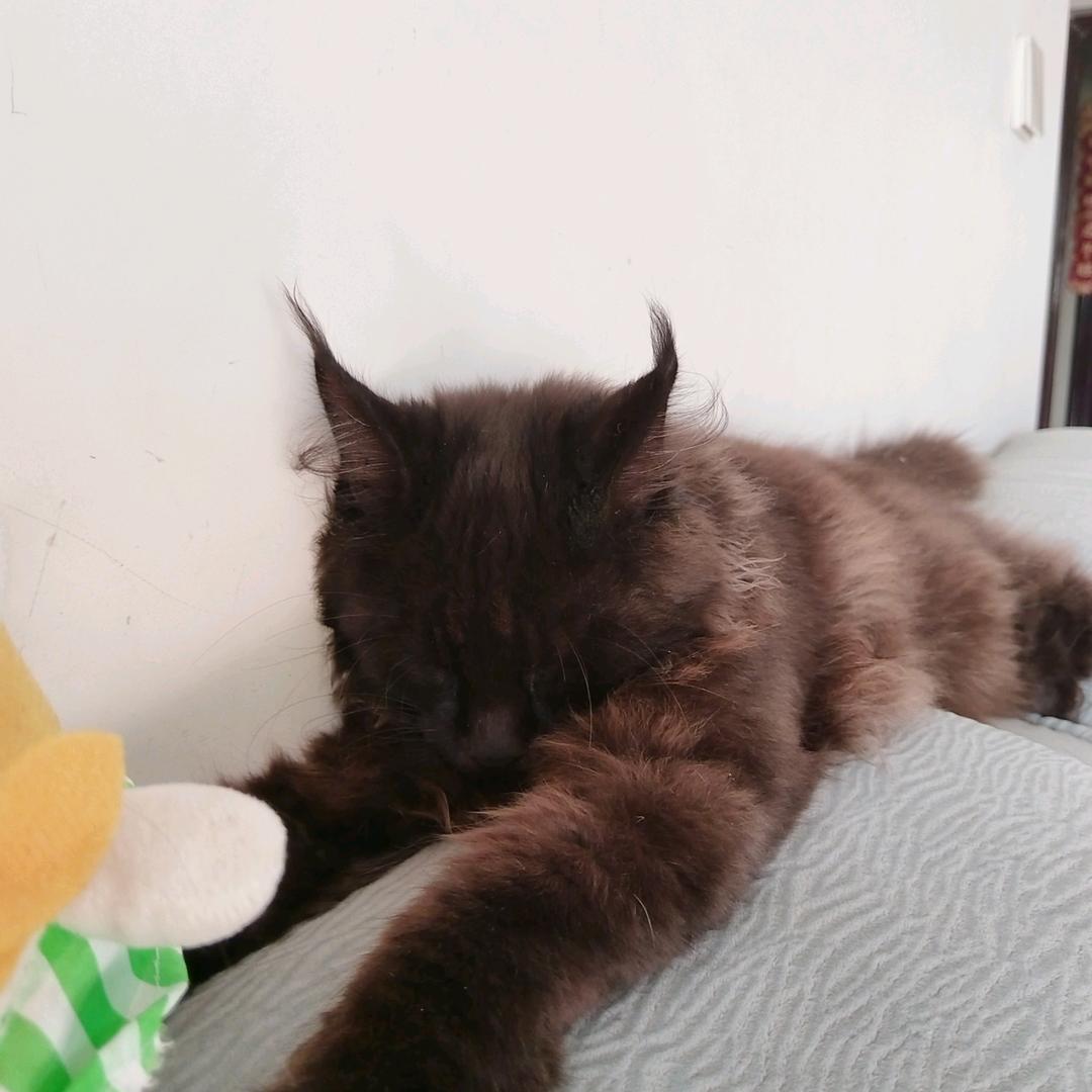 虾米是只猫