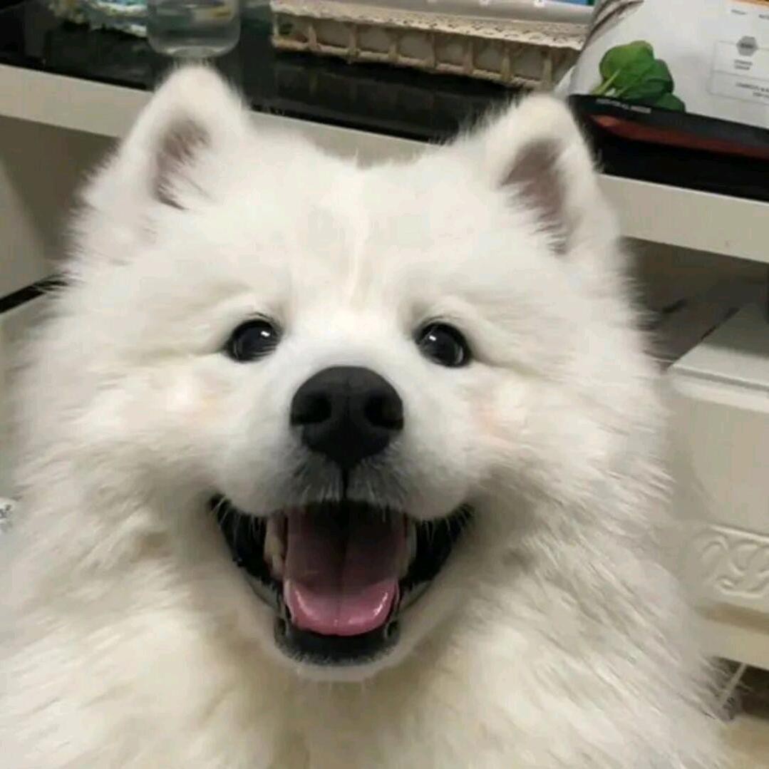 起风了tc