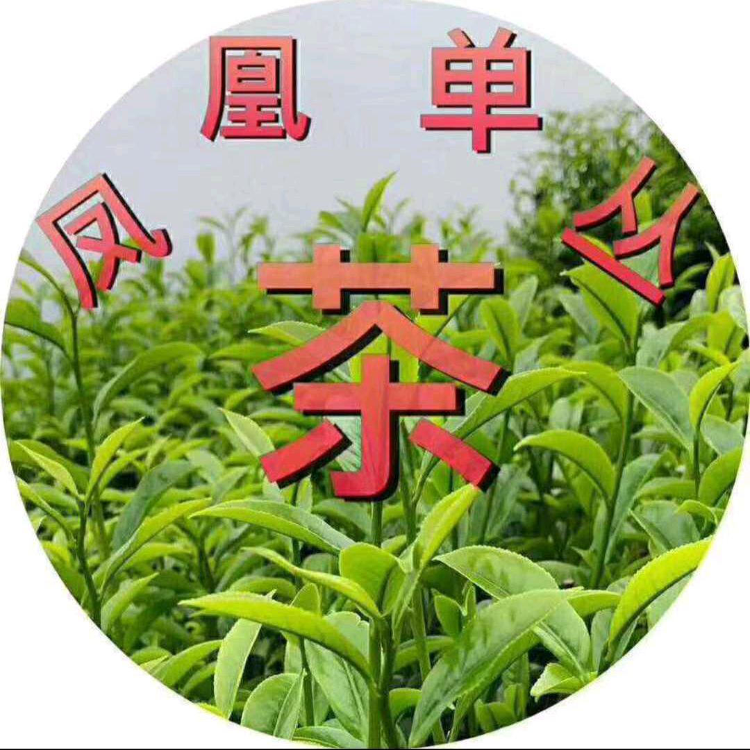 金枪鱼🐟🐟🐟🐟🐟