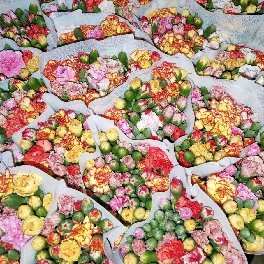燕子精品多丁