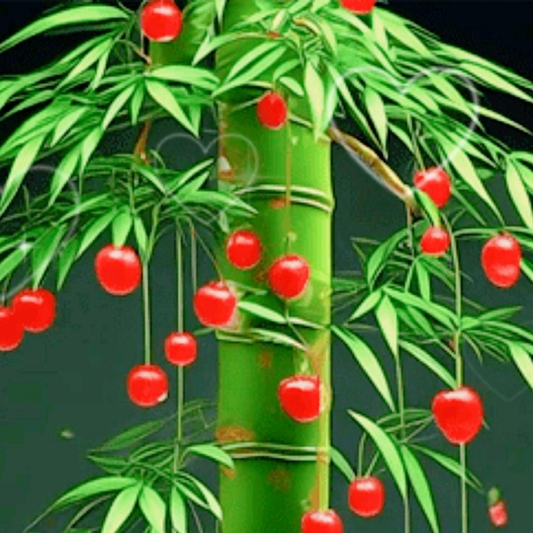 🍀优雅
