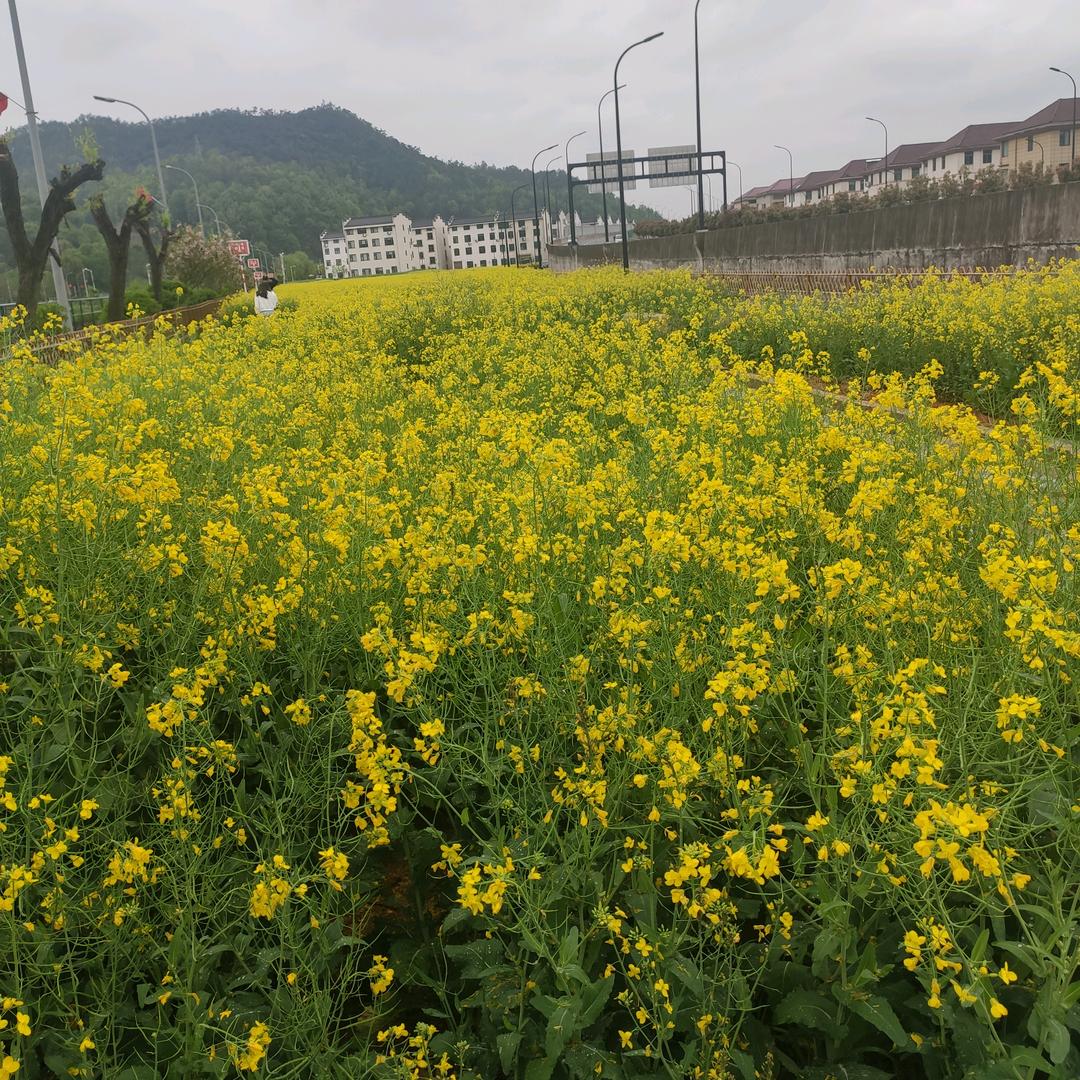 果果