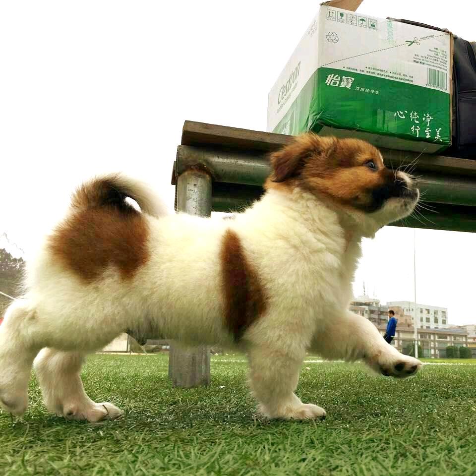 嘞银林