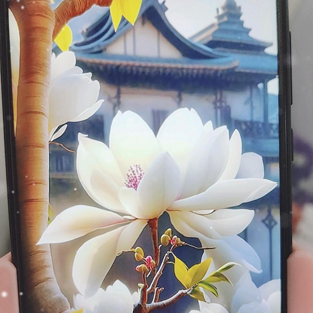 木兰花