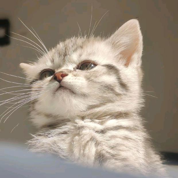 小猫不爱吃鱼