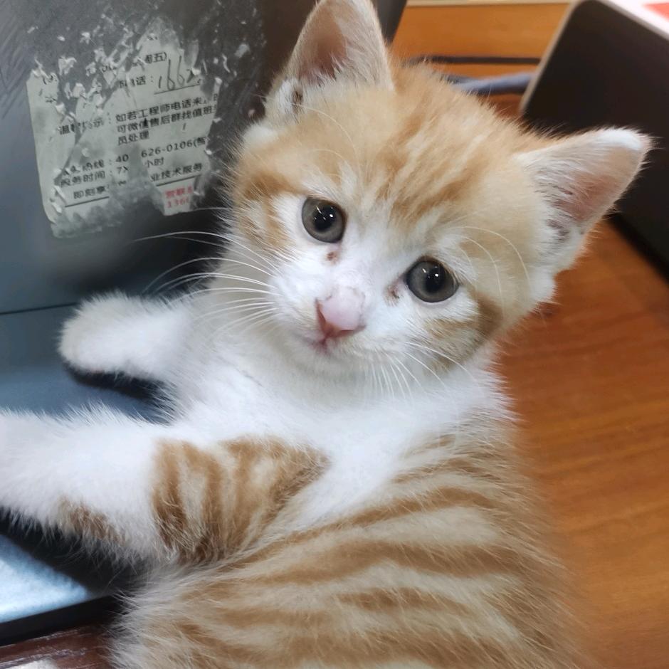 黔家婆酸汤牛肉火锅（重庆江北区九街店）