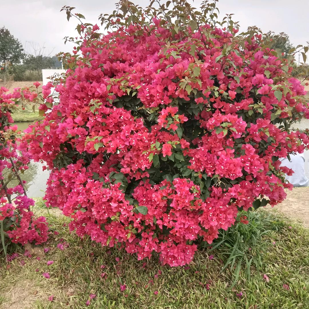 老汪