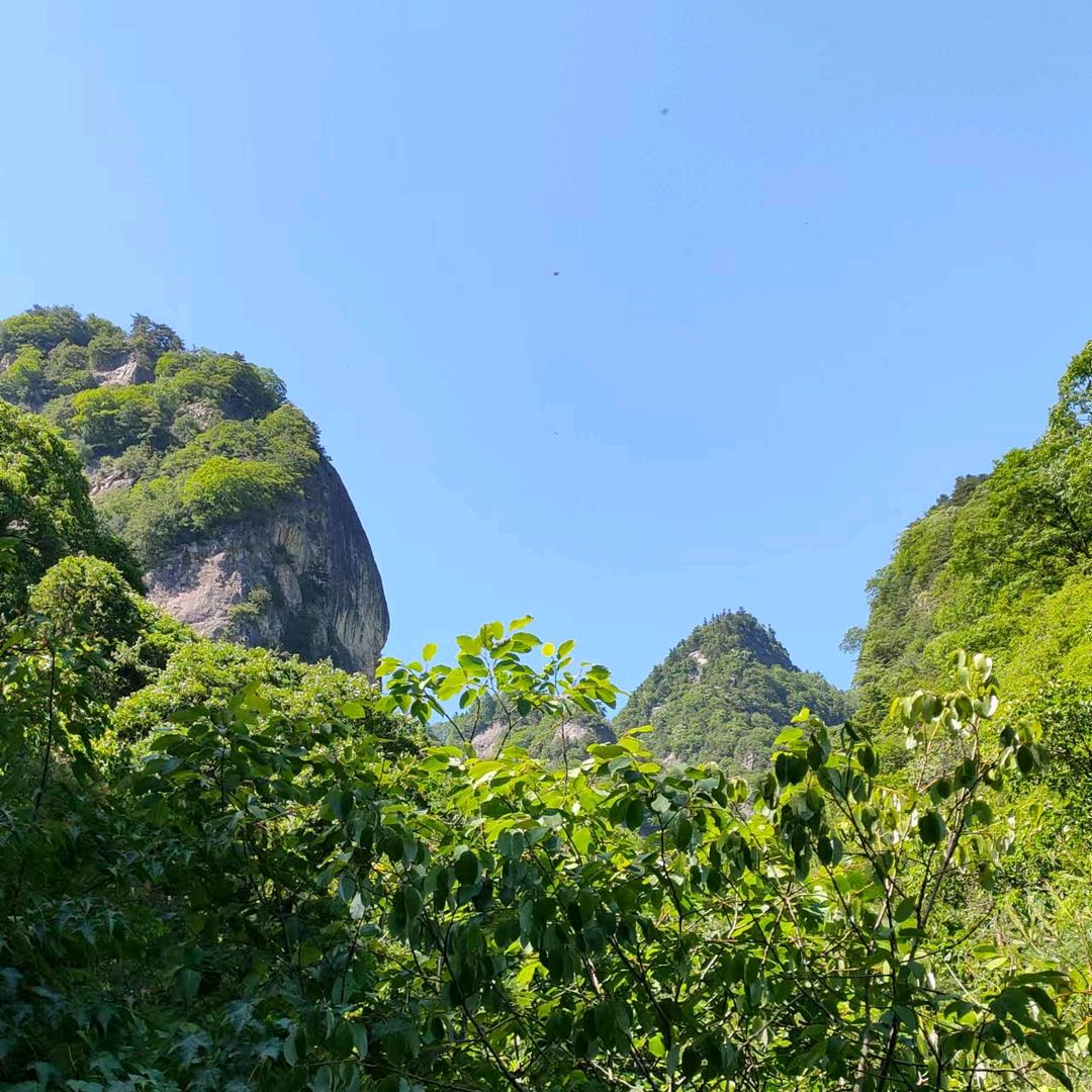 青青竹林