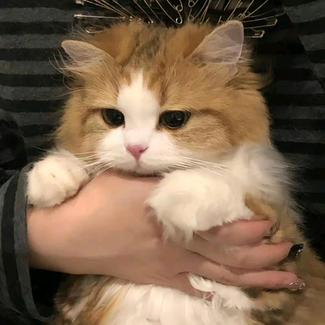 安᳐格妮丝᳐੭ﾞ