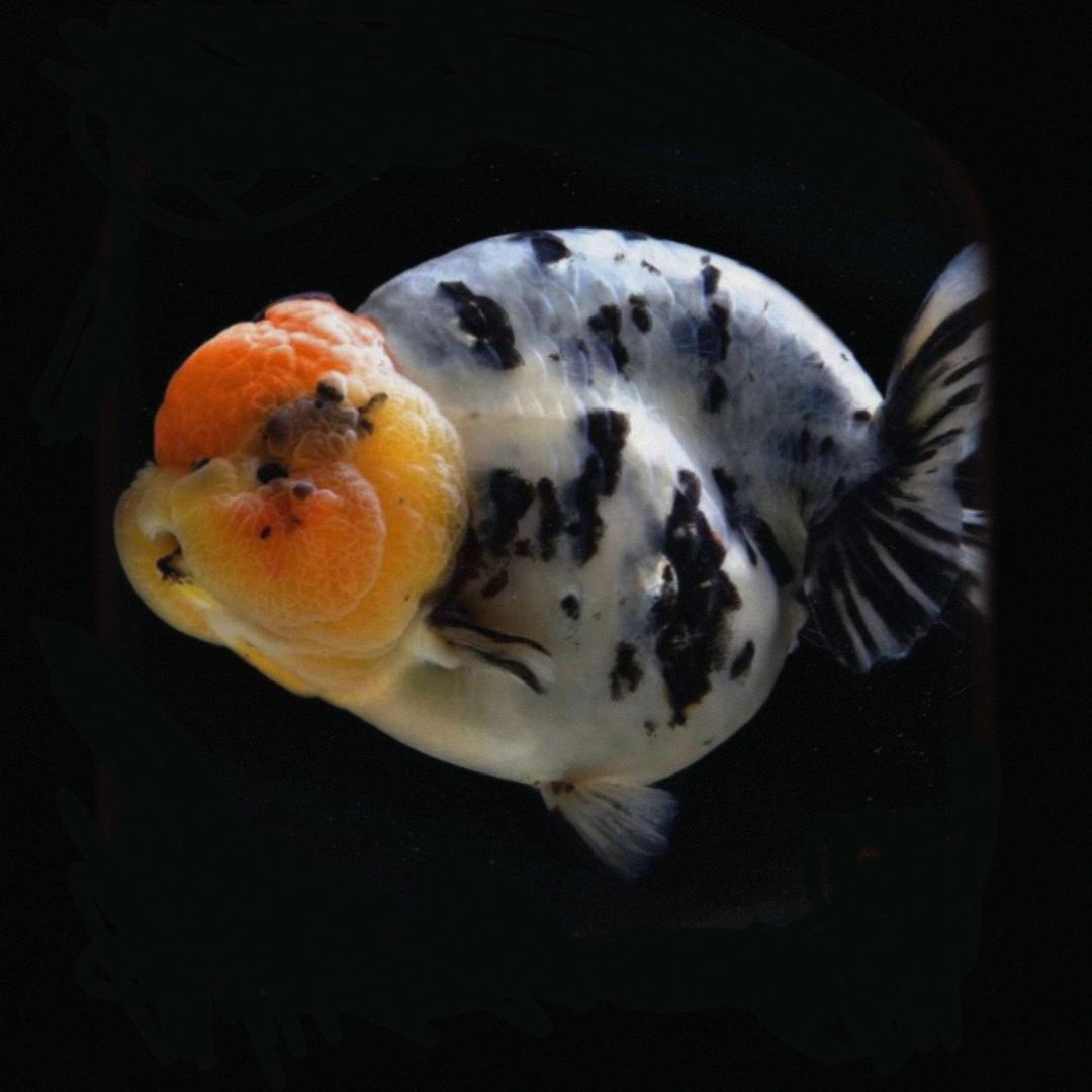 浩源兰寿鱼