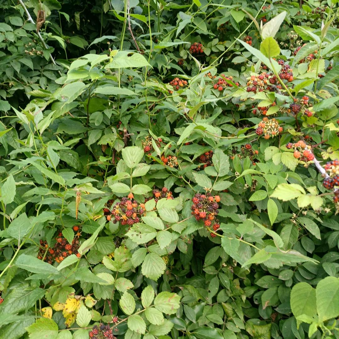 筒单而快乐🌹🌹🌹🍒🍒