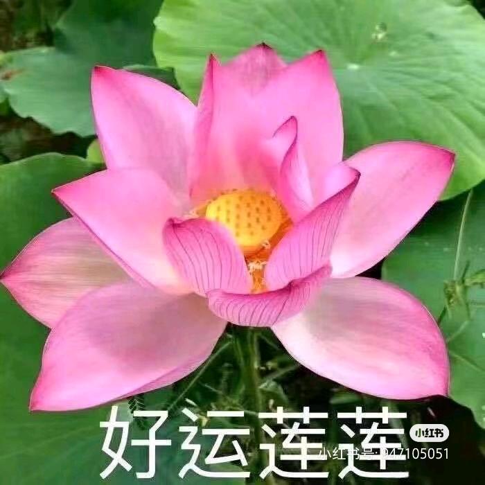 60后的甜瓜阿姨