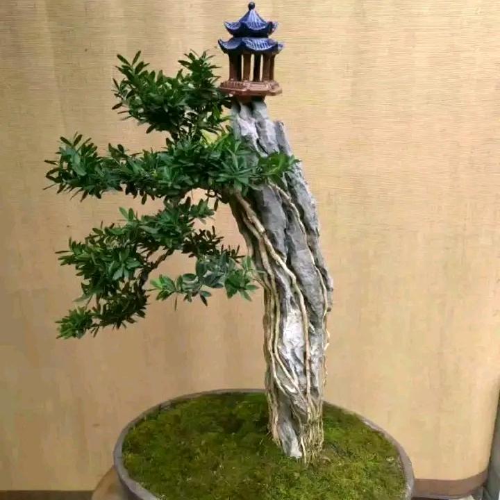 盆景花艺圆