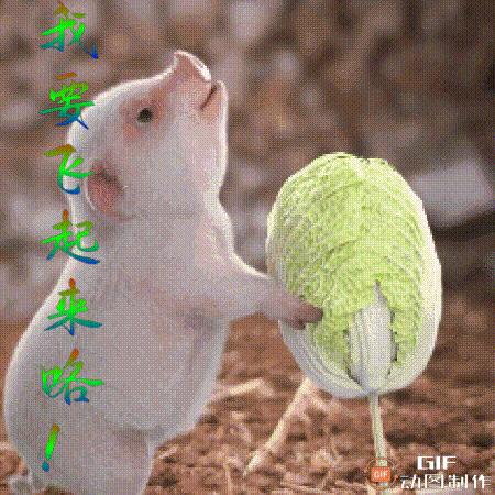 江南四哥