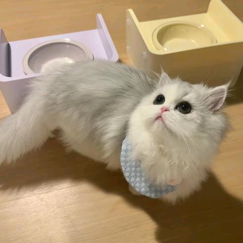 椿.