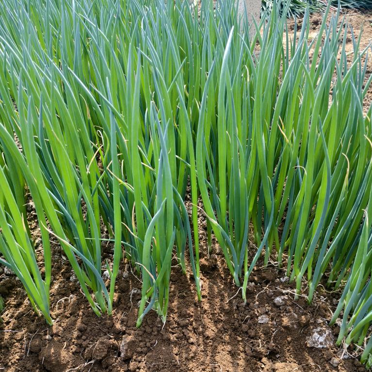 英英专业育苗基地