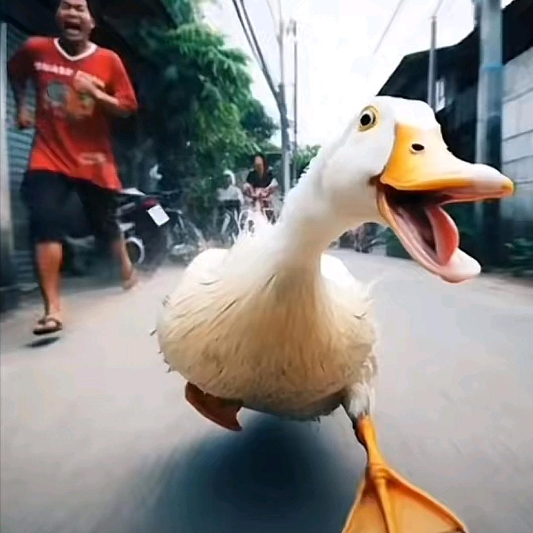 钢炮i